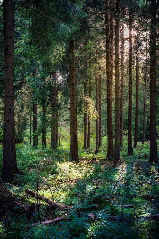 daniel-sessler-78kaMQmUUq4-unsplash-scaled-small